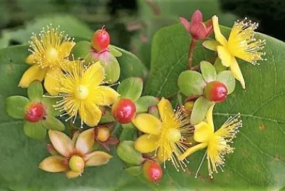 flores jigsaw puzzle