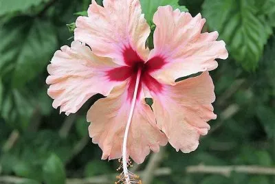 flores jigsaw puzzle