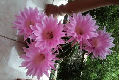 flores jigsaw puzzle