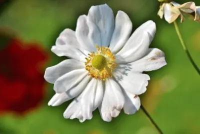 Imagem jigsaw puzzle