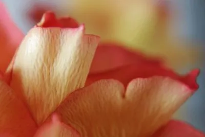 Imagem jigsaw puzzle