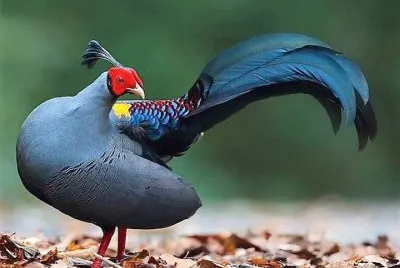 natural