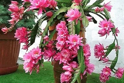 flores jigsaw puzzle
