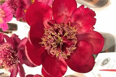 flores jigsaw puzzle