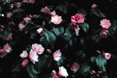 flores jigsaw puzzle