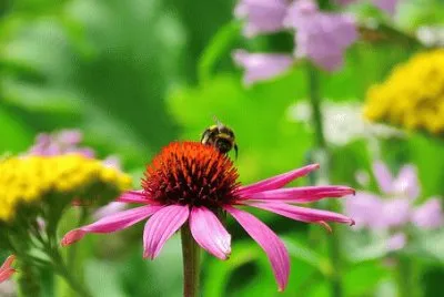 Imagem jigsaw puzzle