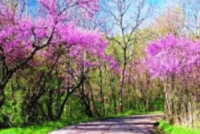 Imagem jigsaw puzzle