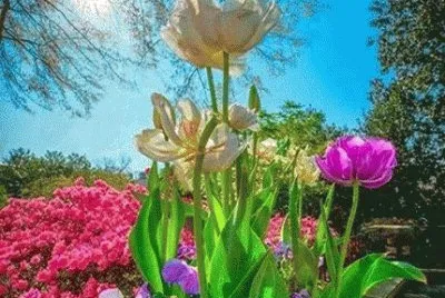 Imagem jigsaw puzzle