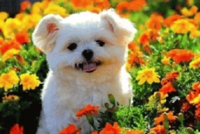 Imagem jigsaw puzzle