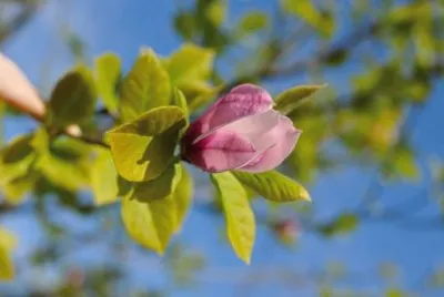 Imagem jigsaw puzzle