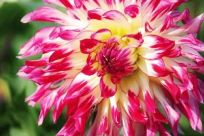 Imagem jigsaw puzzle