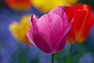 Imagem jigsaw puzzle