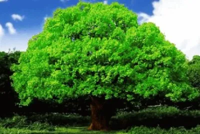 Imagem jigsaw puzzle