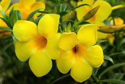 Imagem jigsaw puzzle