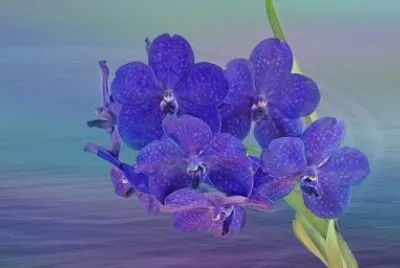 Imagem jigsaw puzzle