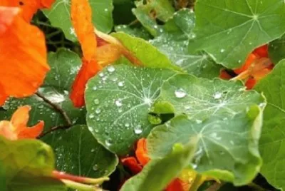 Imagem jigsaw puzzle