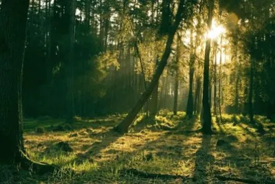 Imagem jigsaw puzzle