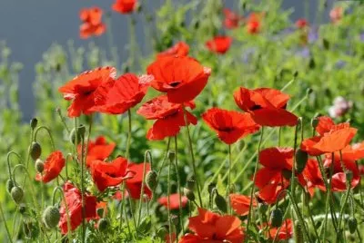coquelicot jigsaw puzzle