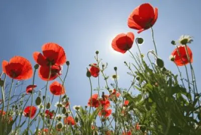 coquelicot jigsaw puzzle