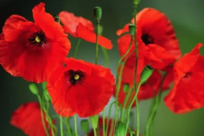 coquelicot jigsaw puzzle