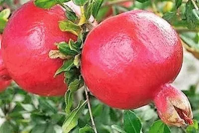frutas