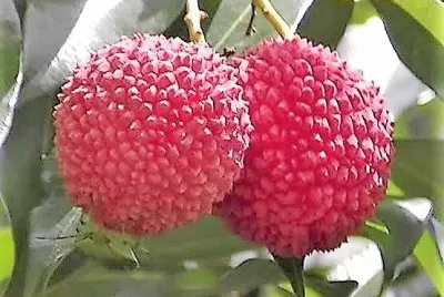 frutas