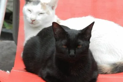 CHILI Y MILI