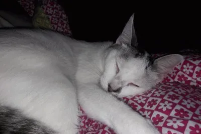 GOOFY DURMIENDO