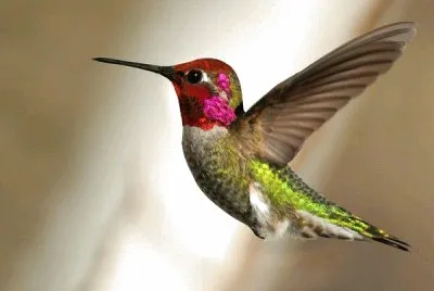 פאזל של colibri