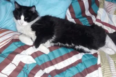 MILO