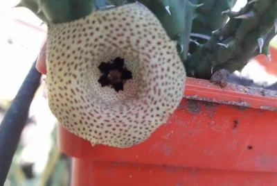 HUERNIA YEMENEQUENSIS