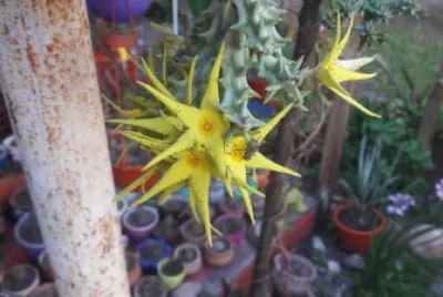 ORBEA LUTEA