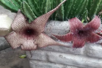 STAPELIA GRANDIFLORA Y GIGANTEA ROJA