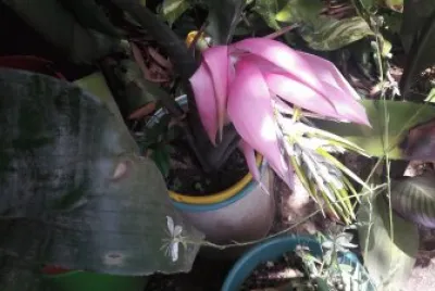 BROMELIA