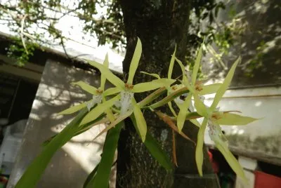 ORQUIDEA