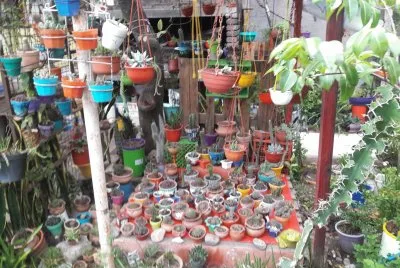 MI CACTUSARIO