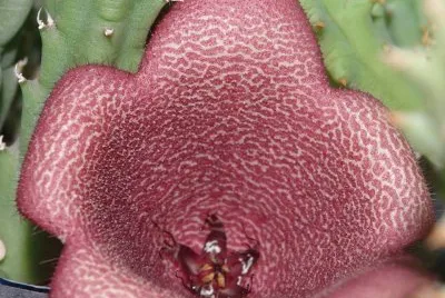 TAVAVORBEA