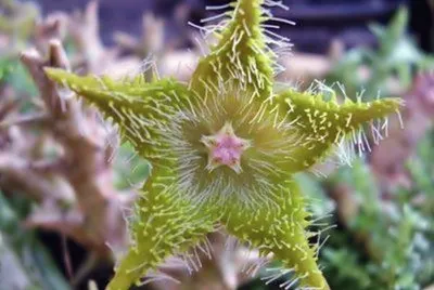 ORBEA DUMMERI