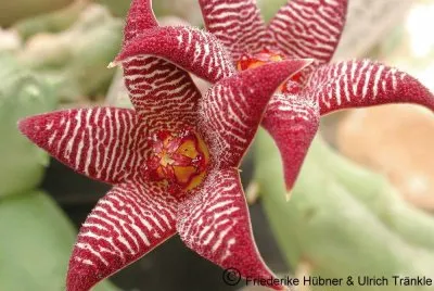PIARANTHUS GLOBOSOS