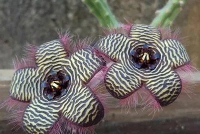 STAPELIA VILLATIAE