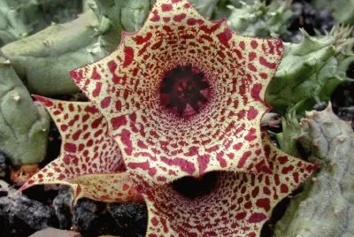 HUERNIA URCEALATA