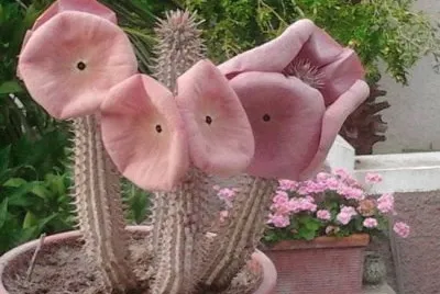 HOODIA GORDINI