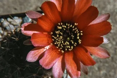 LOBIVIA