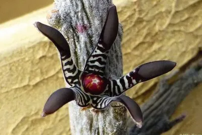 HUERNIA