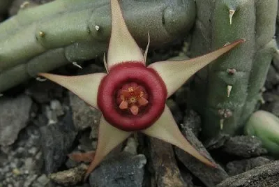 HUERNIA PROCUMBENS
