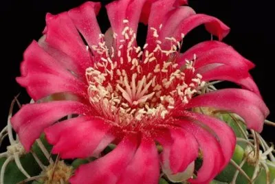 GYMNOCALYCIUM