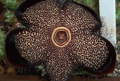 ORBEA