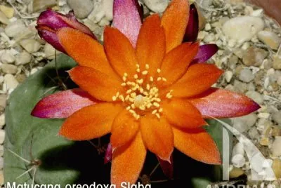 MATUCANA
