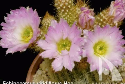 ECHINOCEREUS