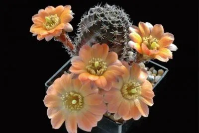 CACTUS